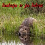 bebras upėje