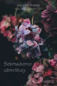 Raudonai mėlynų hortenzijų žiedai
