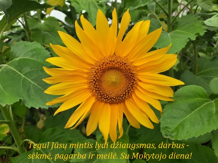 Sveikinimas su Mokytojo diena!